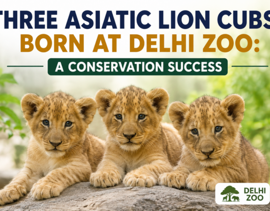 Three Asiatic lion cubs born at Delhi Zoo.